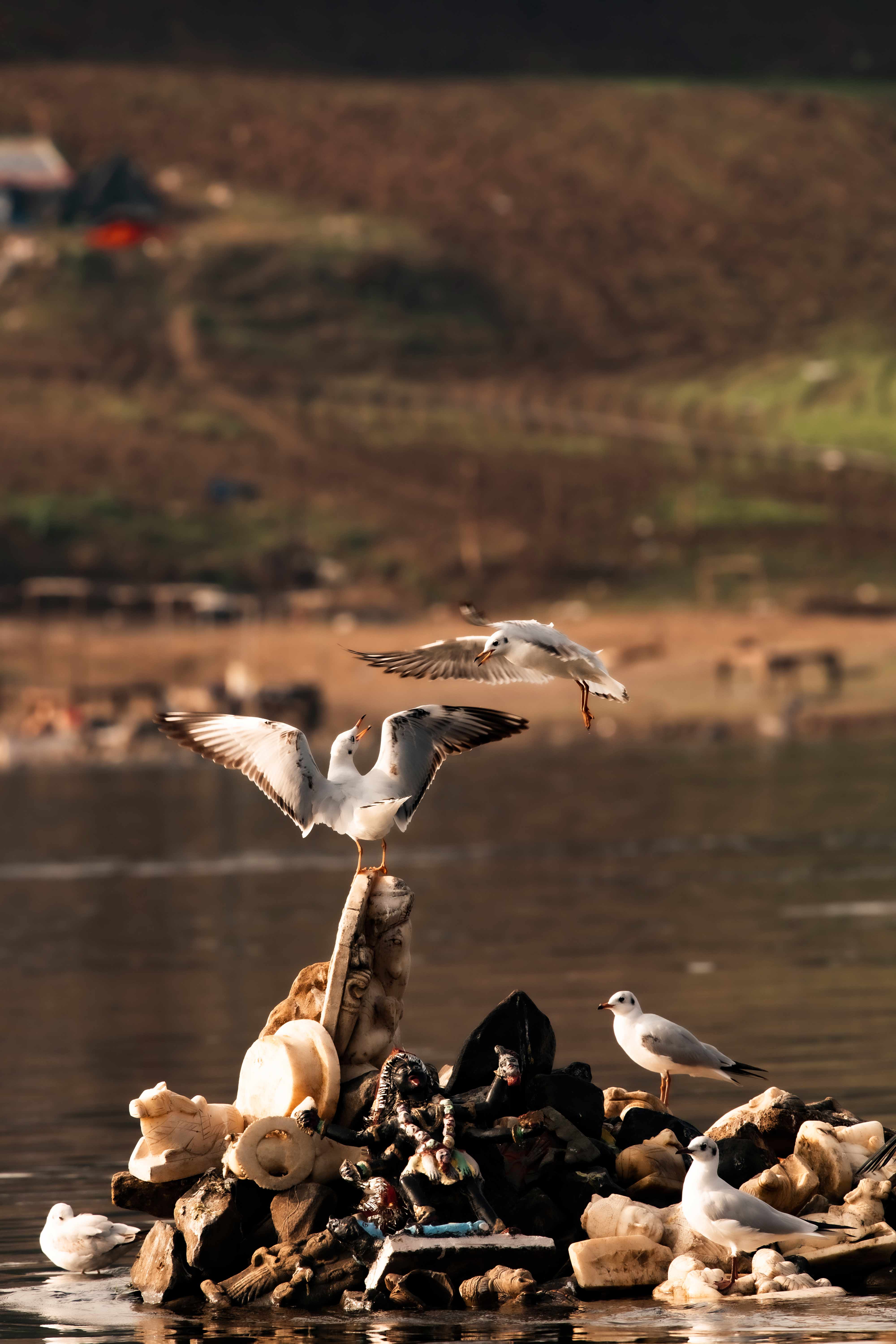 Black-headed gulls, On the banks of the Narmada River🙏 | Jan. 2021.
