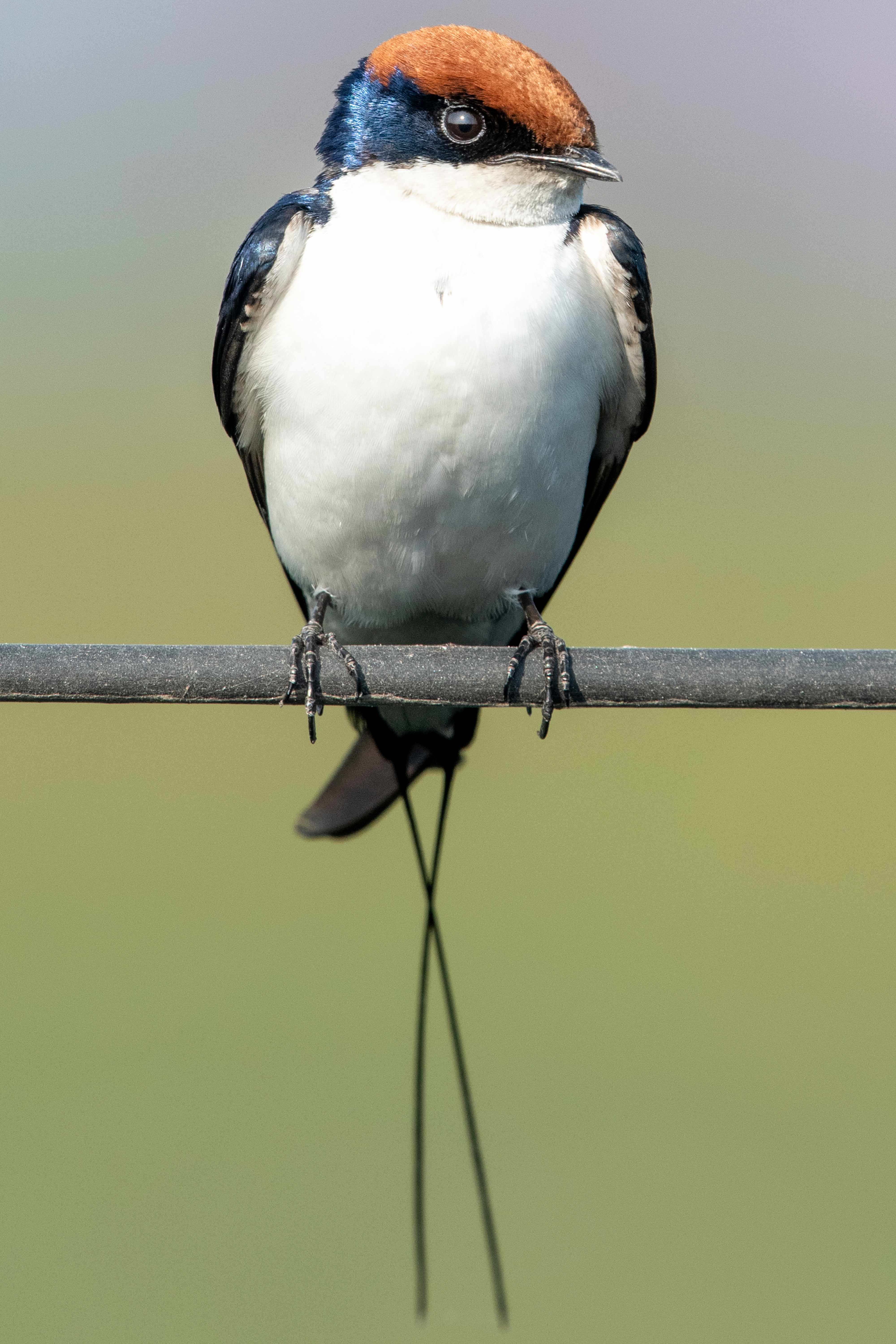 Wire-tailed Swallow | Nagpur Outskirts | December 2020.