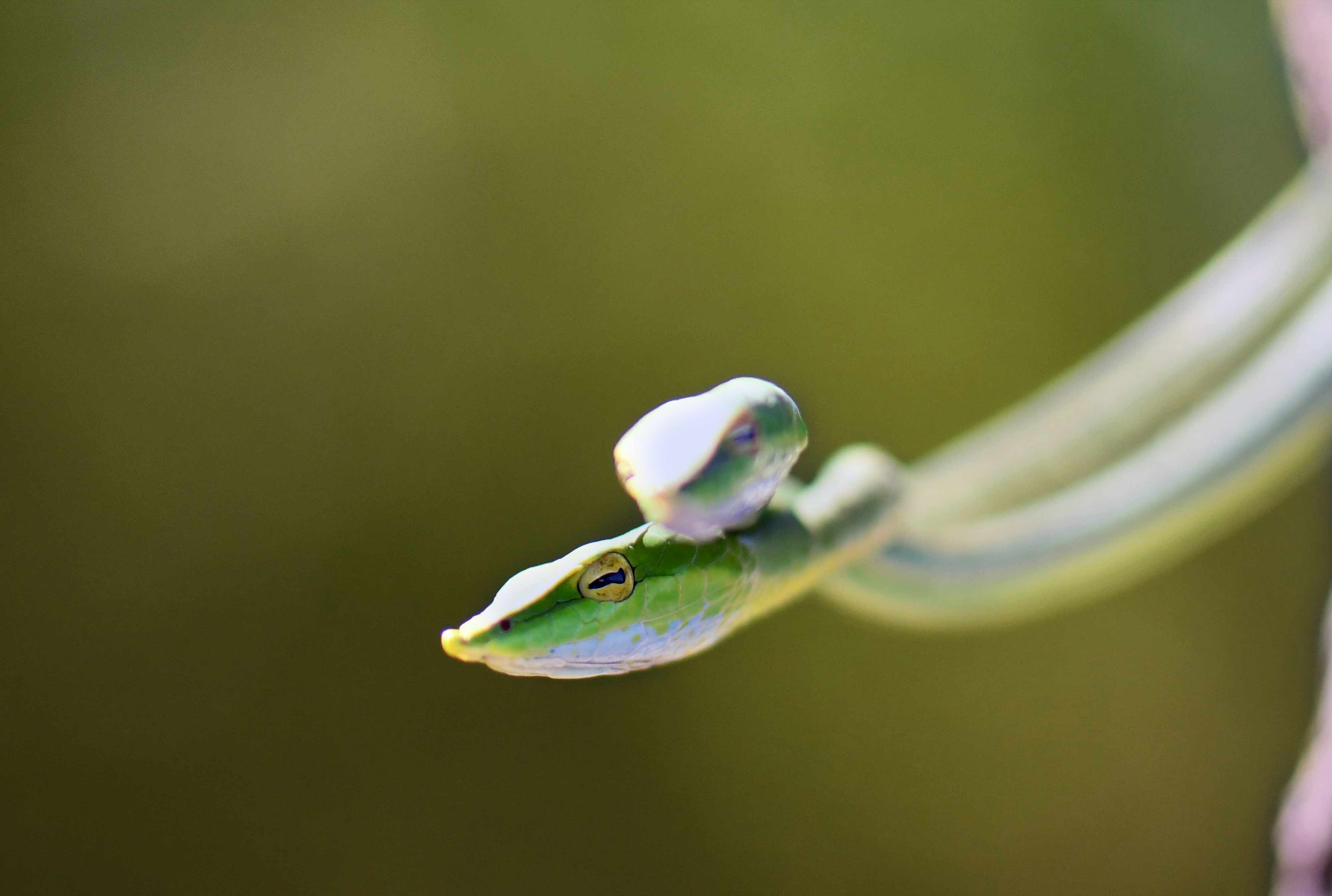 Green vine snakes | Nagpur Outskirts.
