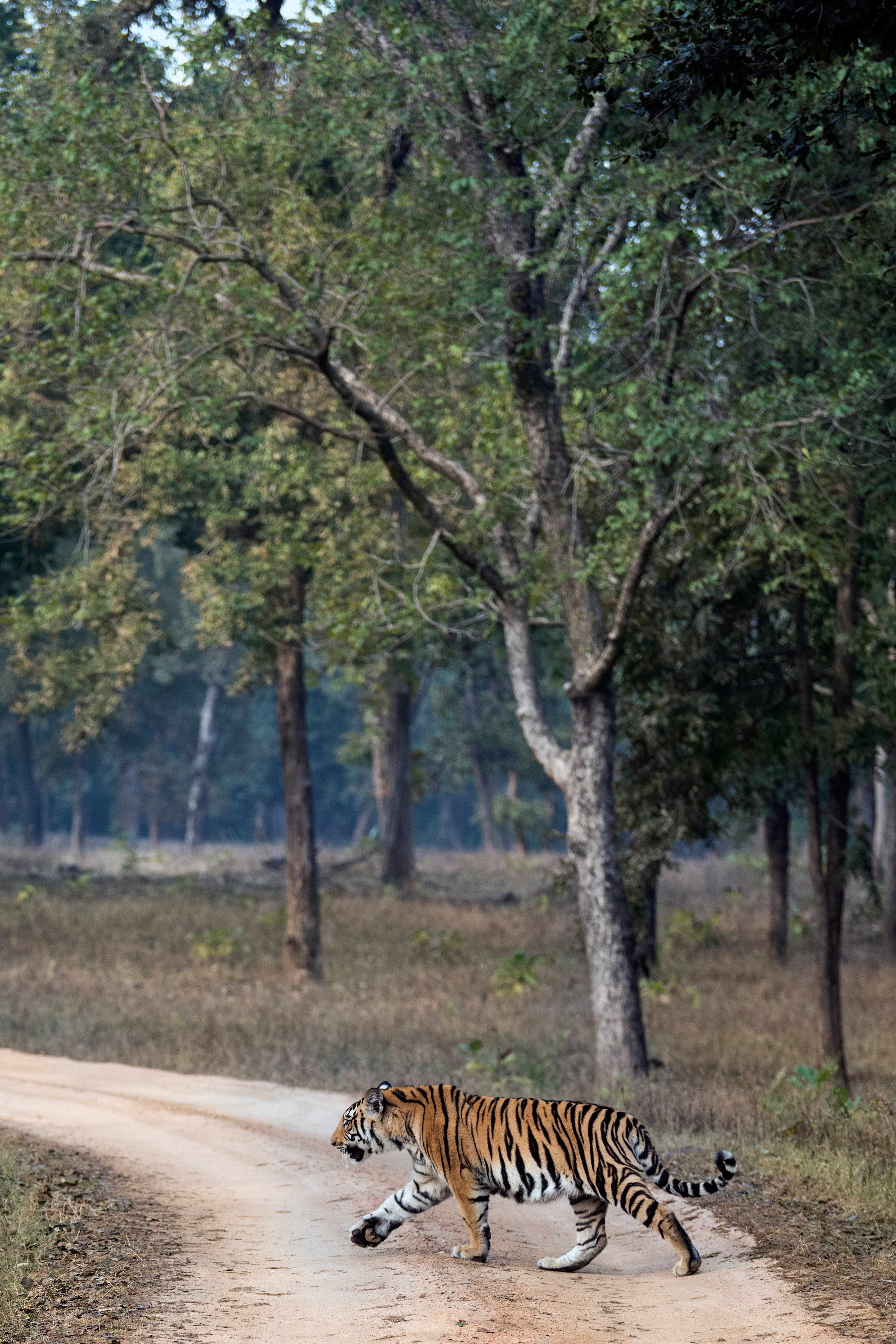 Collarwali ( Mataram ) Cub | Pench Tiger Reserve | January 2020.