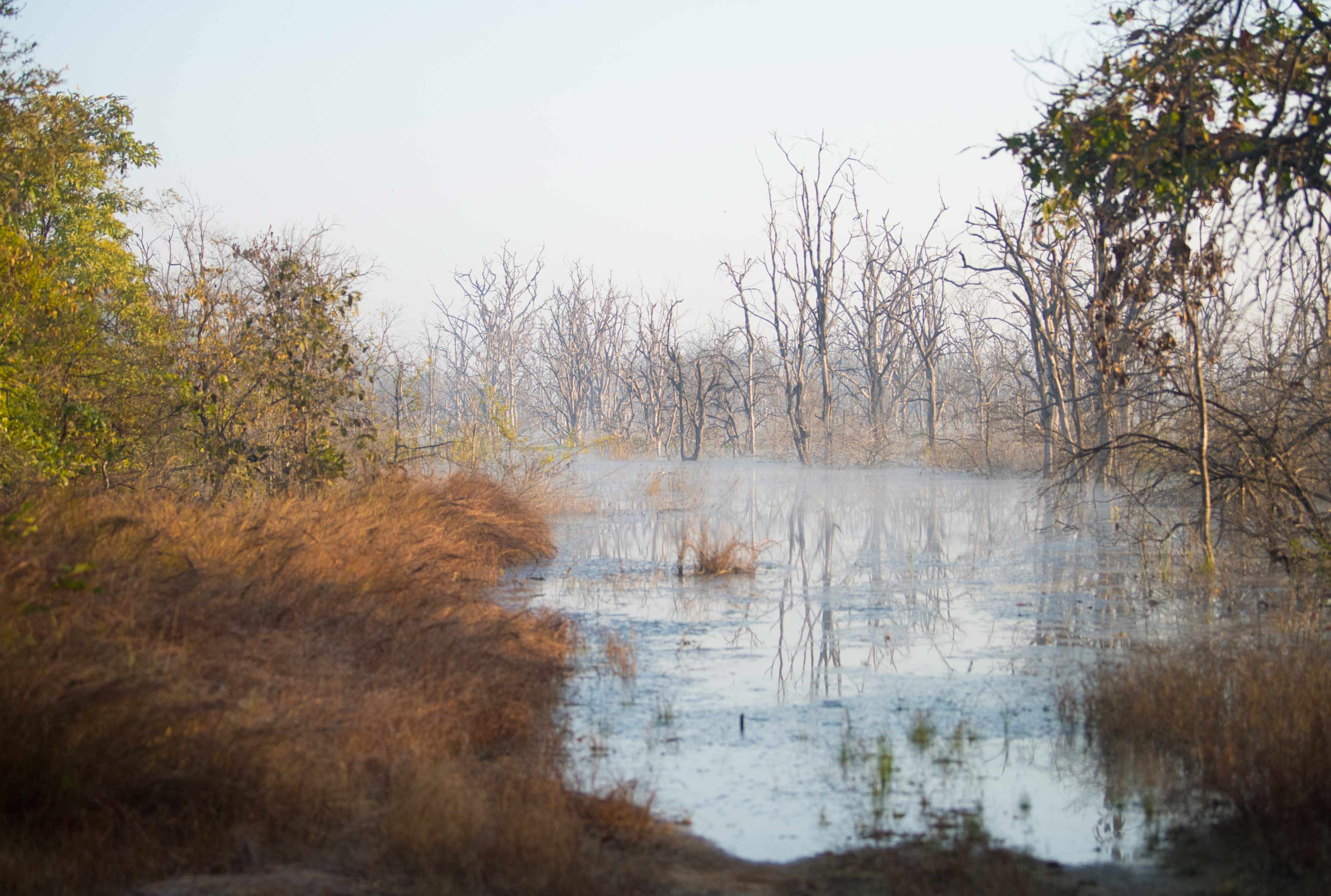 Central Woods of India..... 🎨 NIKON 📸.
