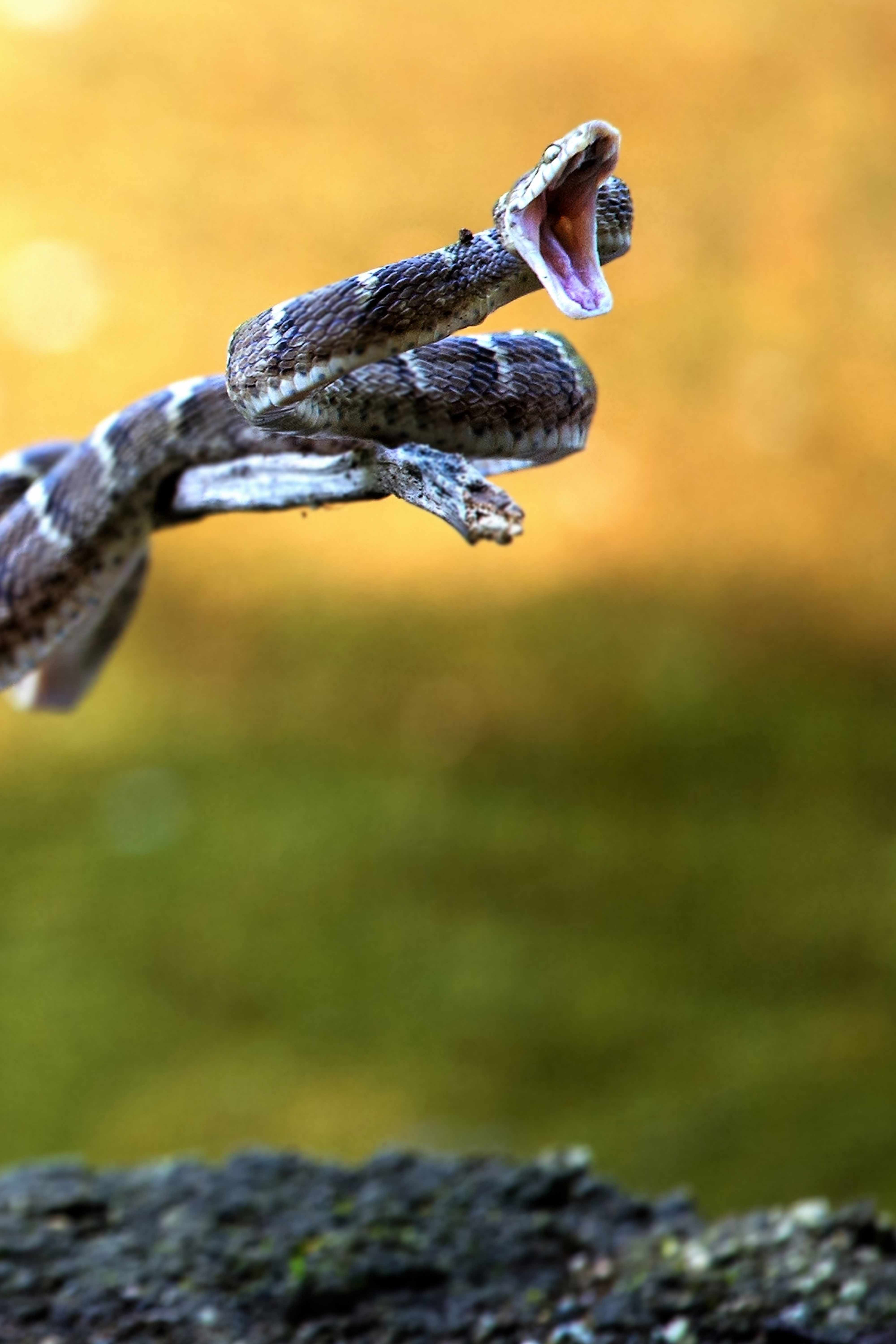 Cat snake trying to catch a Damselfly.