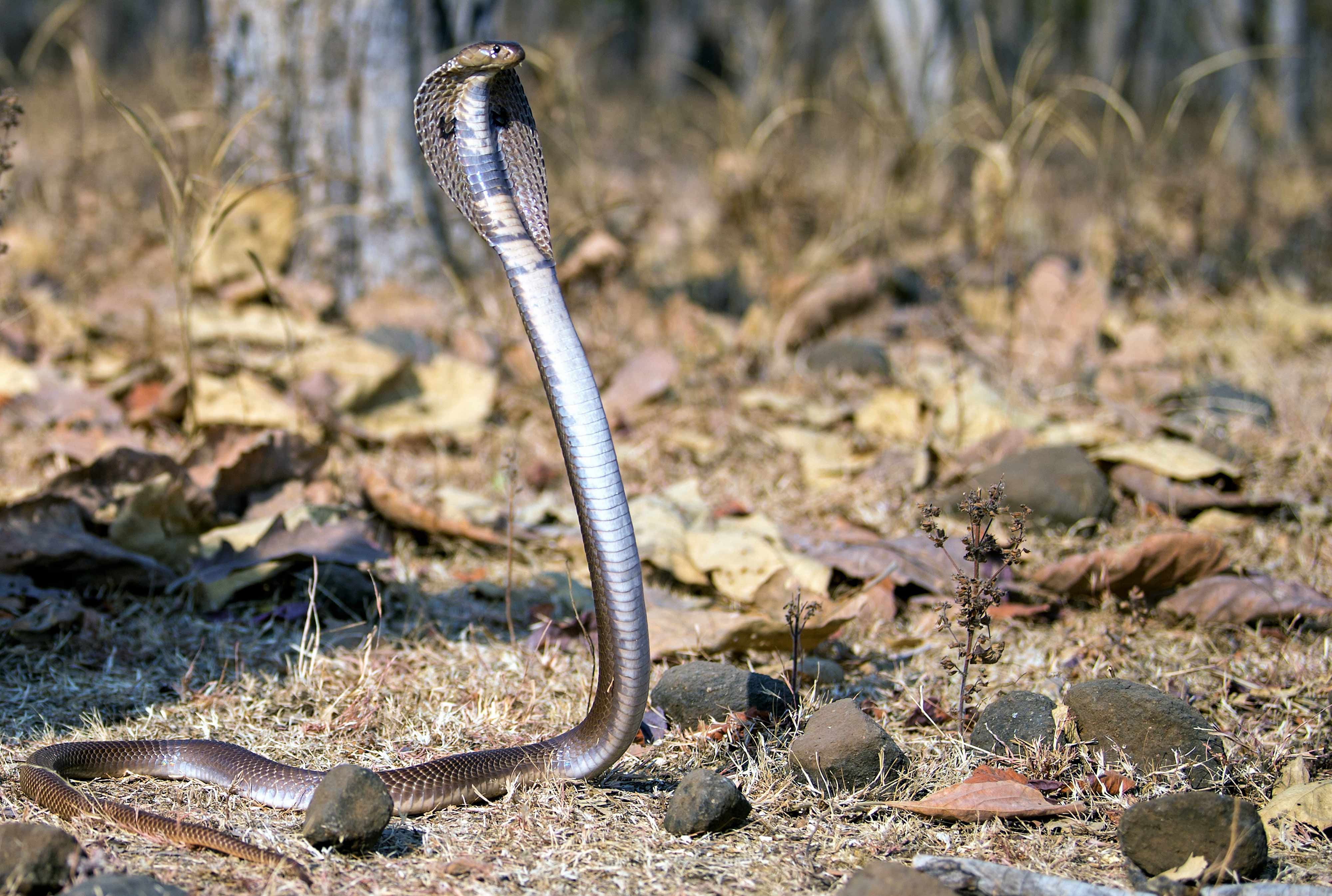 Indian Cobra I Nagpur Outskirts.