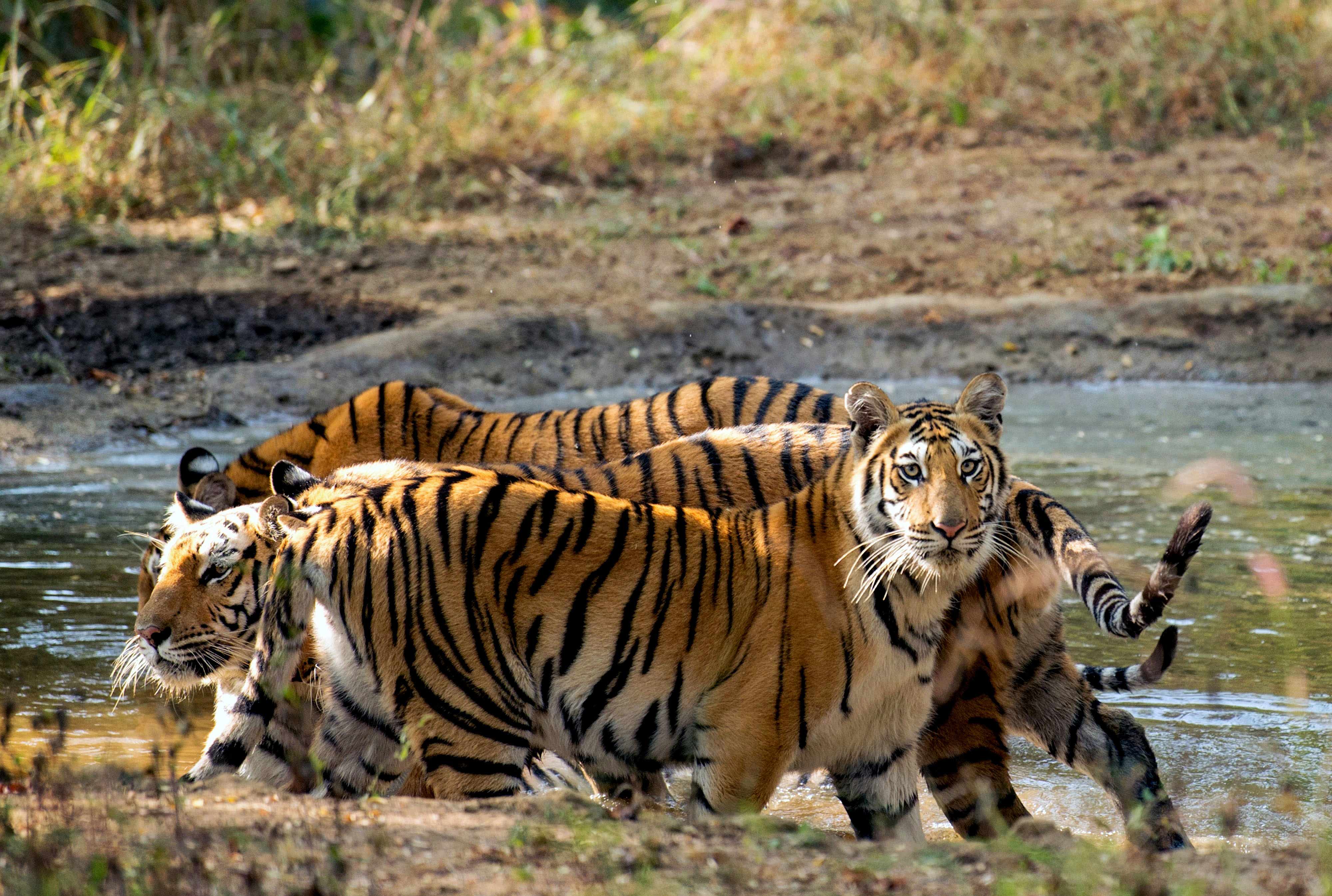 Durga Tigress Cubs | Pench Tiger Reserve | Khursapar.