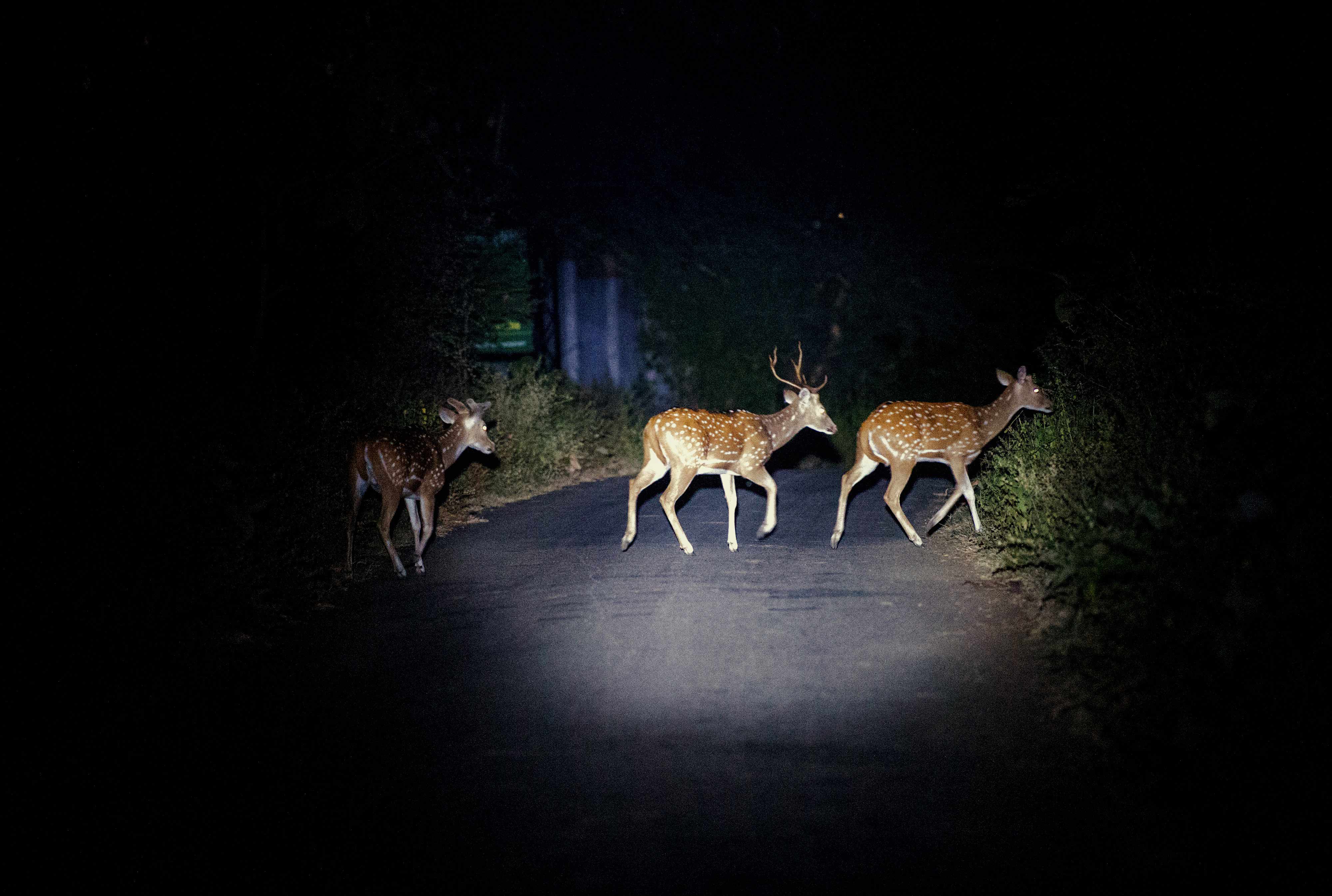 "JEEP LIGHT" Road Crossing....