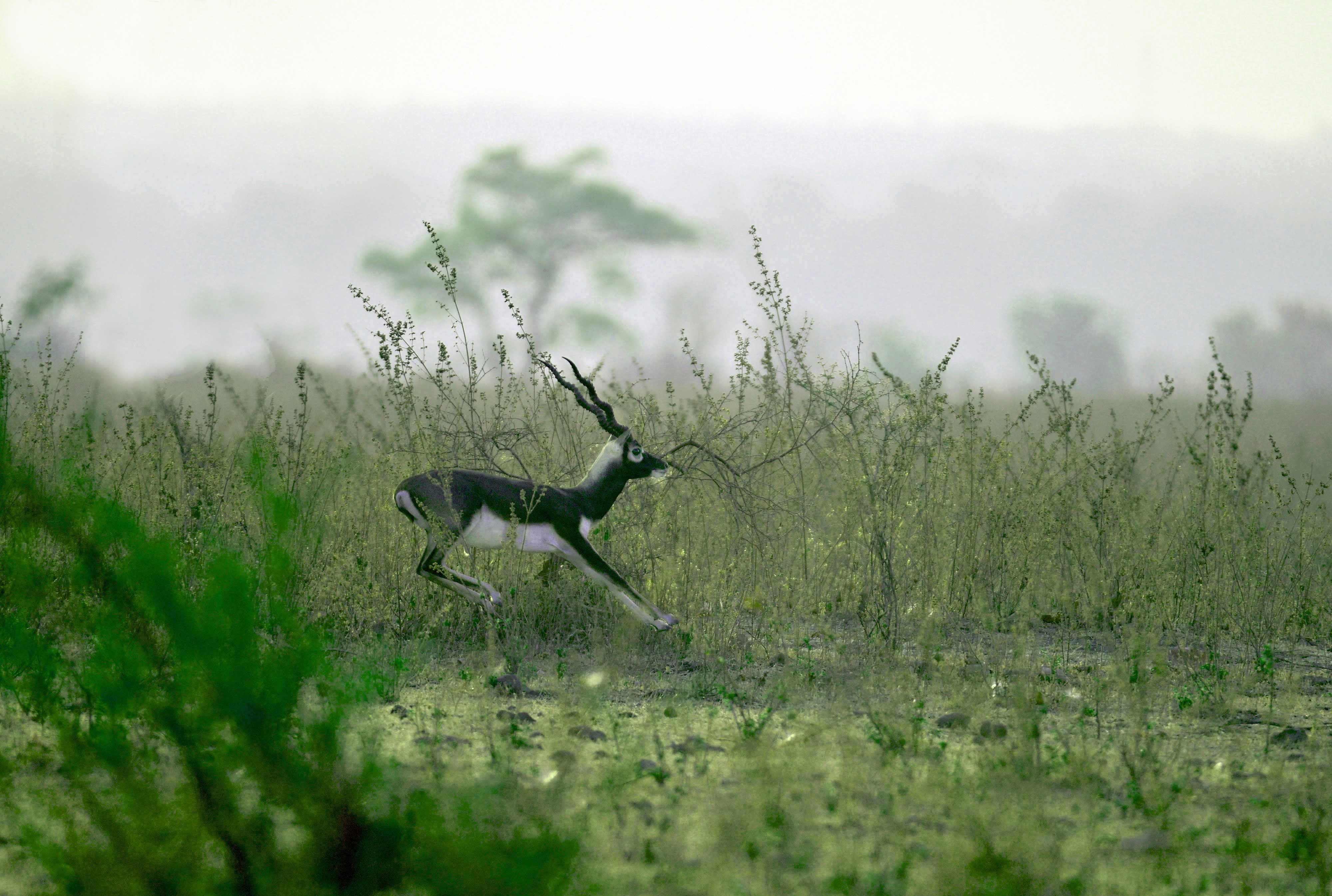Black-buck in habitat | Nagpur Outskirts.