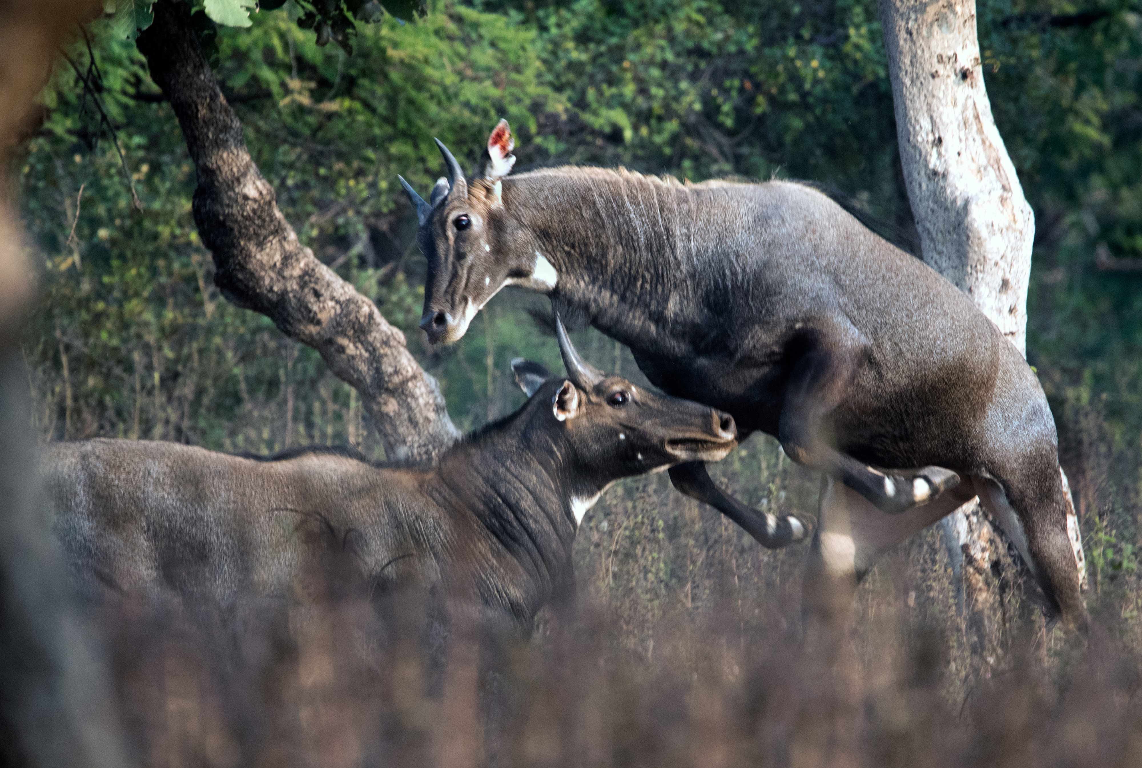 Two male blue bulls were engaged in a fight for Female. | Nov. 2019 | Nagpur Outskirts.