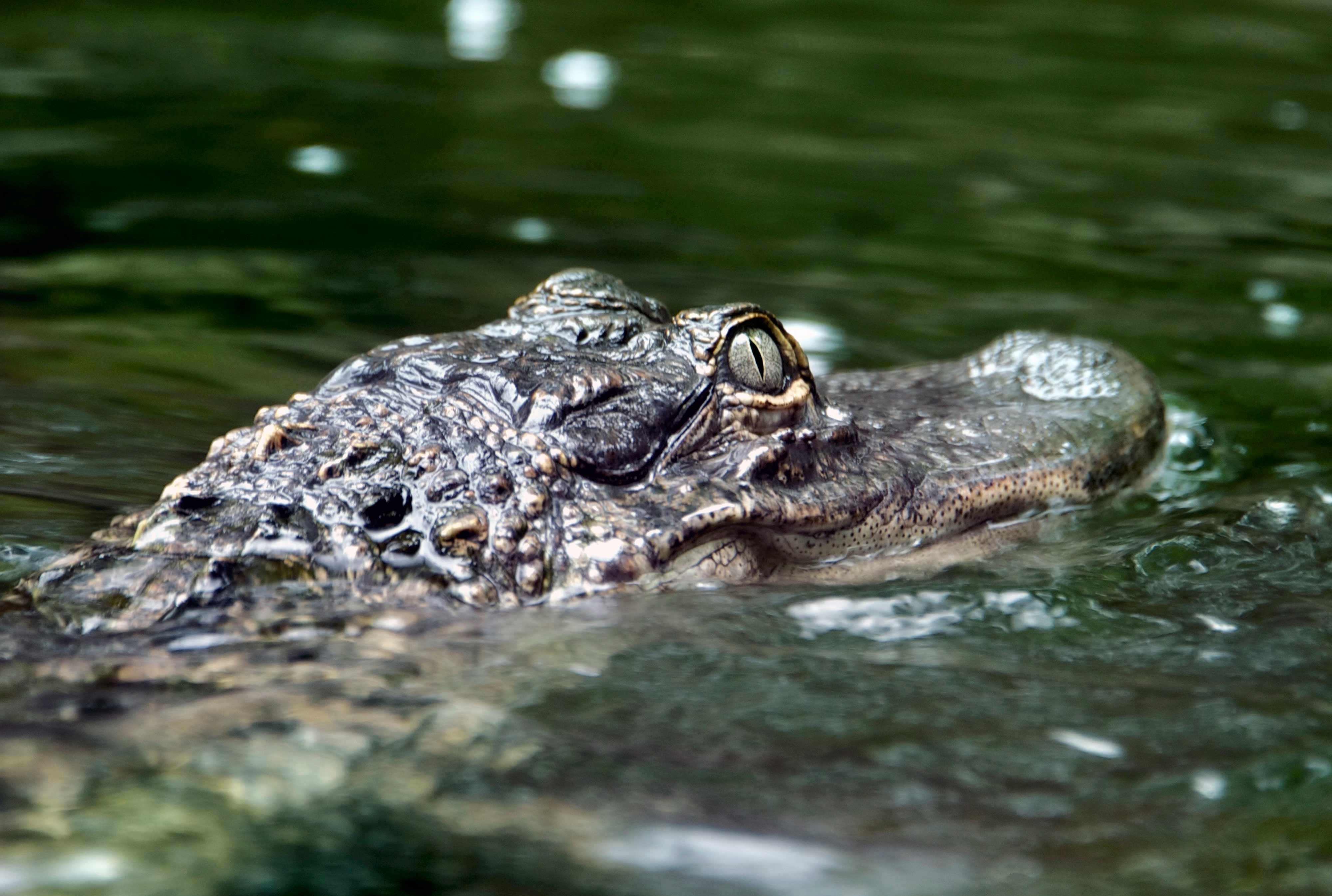 Alligator - It has a long, rounded snout that has upward facing nostrils at the end; this allows breathing to occur while the rest of the body is underwater. 