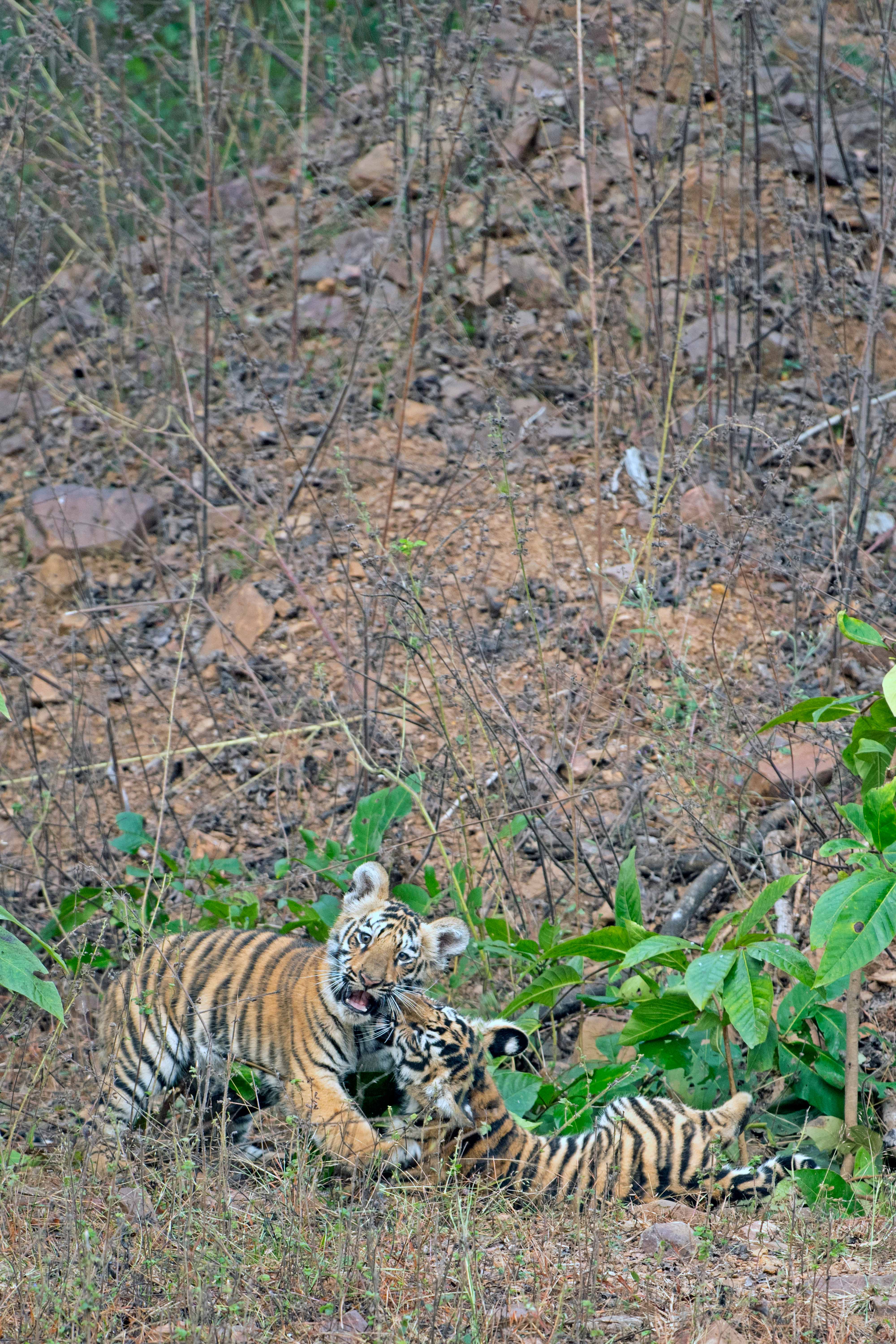 "Playing Mode" Junabai cubs | Madnapur | Kolara buffer Tadoba.