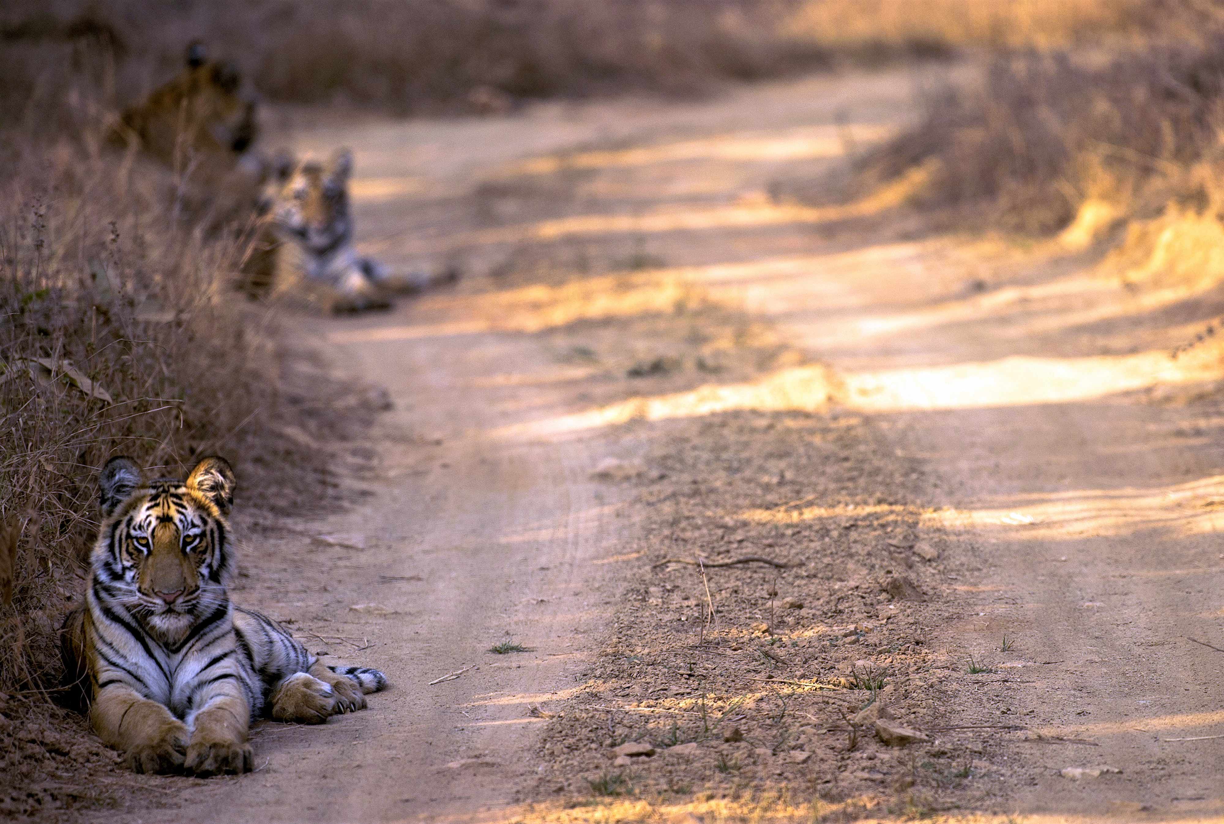 Cub of t6 (fairy) | Umred Gothangaon gate.