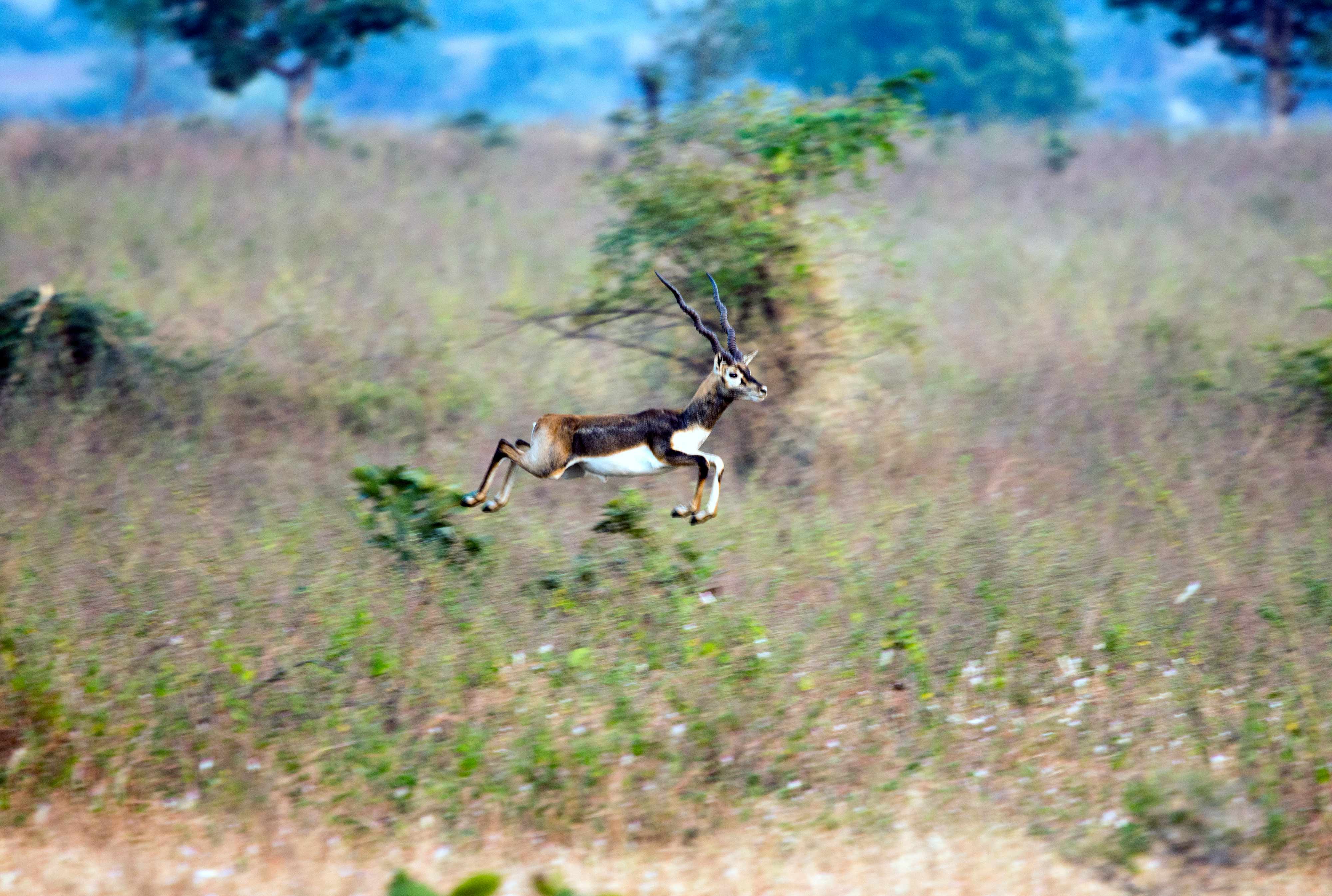 "THOSE WHO DON’T JUMP WILL NEVER FLY" Blackbuck (M). clicked in very low light. | Nagpur Outskirts.