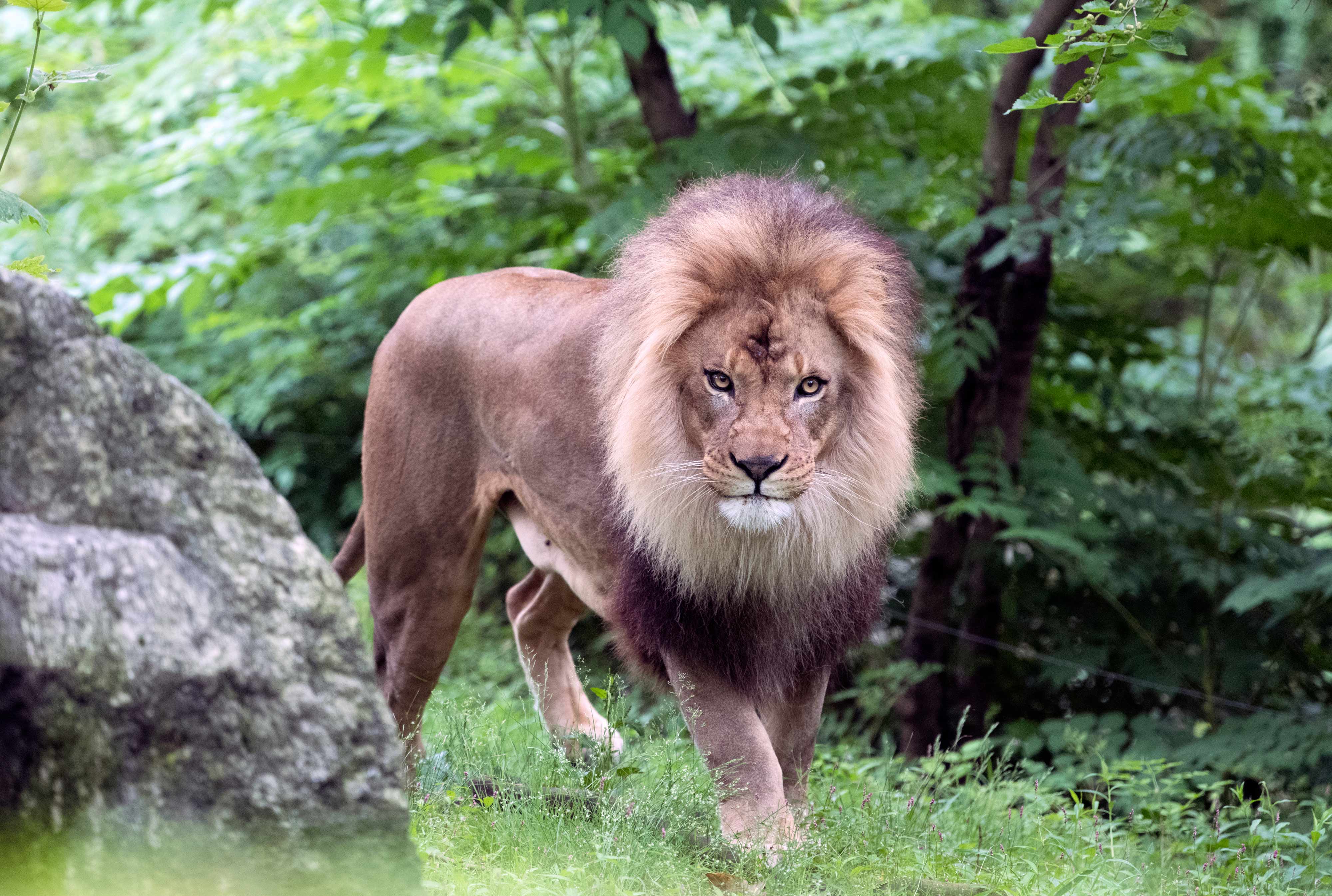 King of JUNGLE !