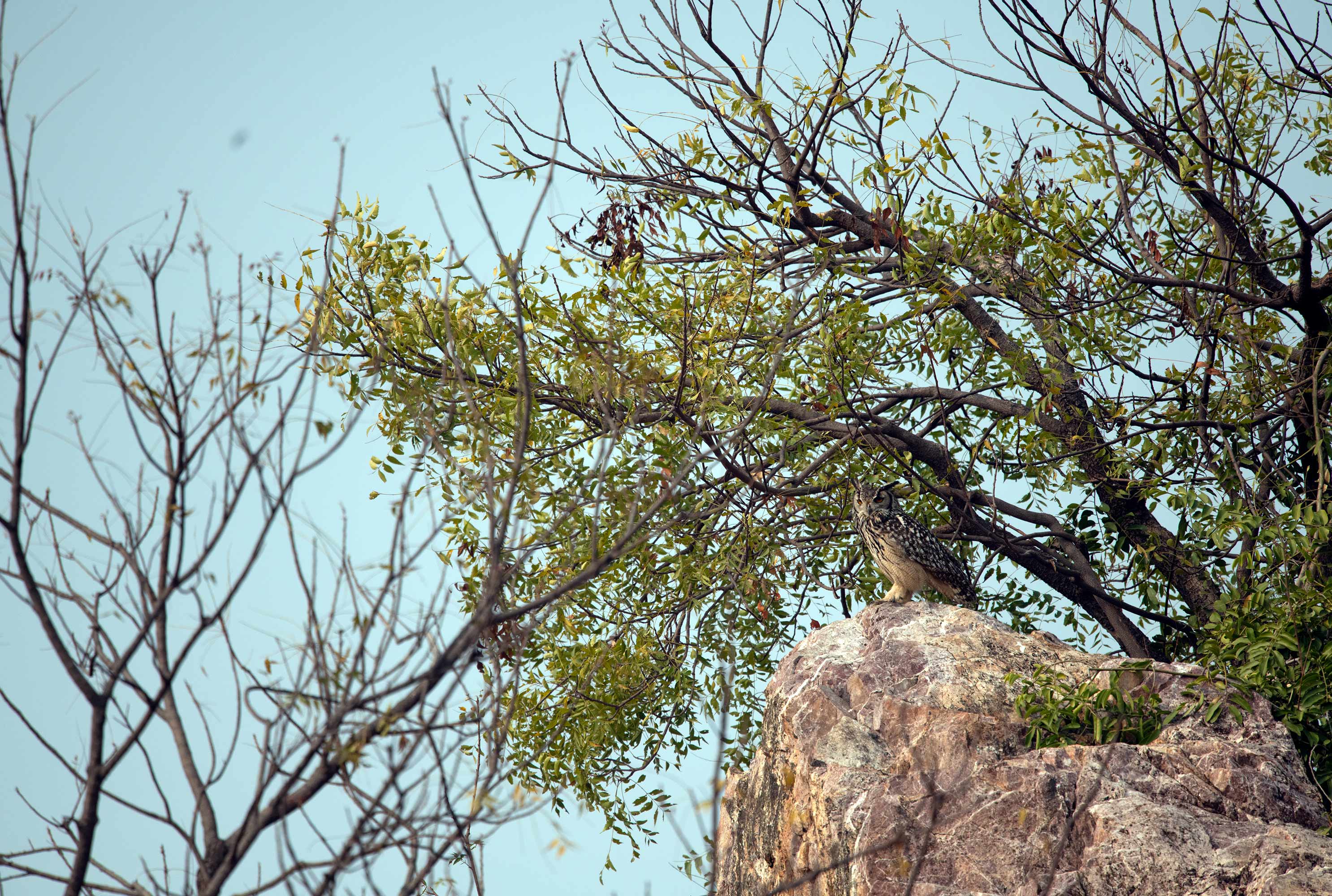 Indian eagle-owl | Central woods of India.