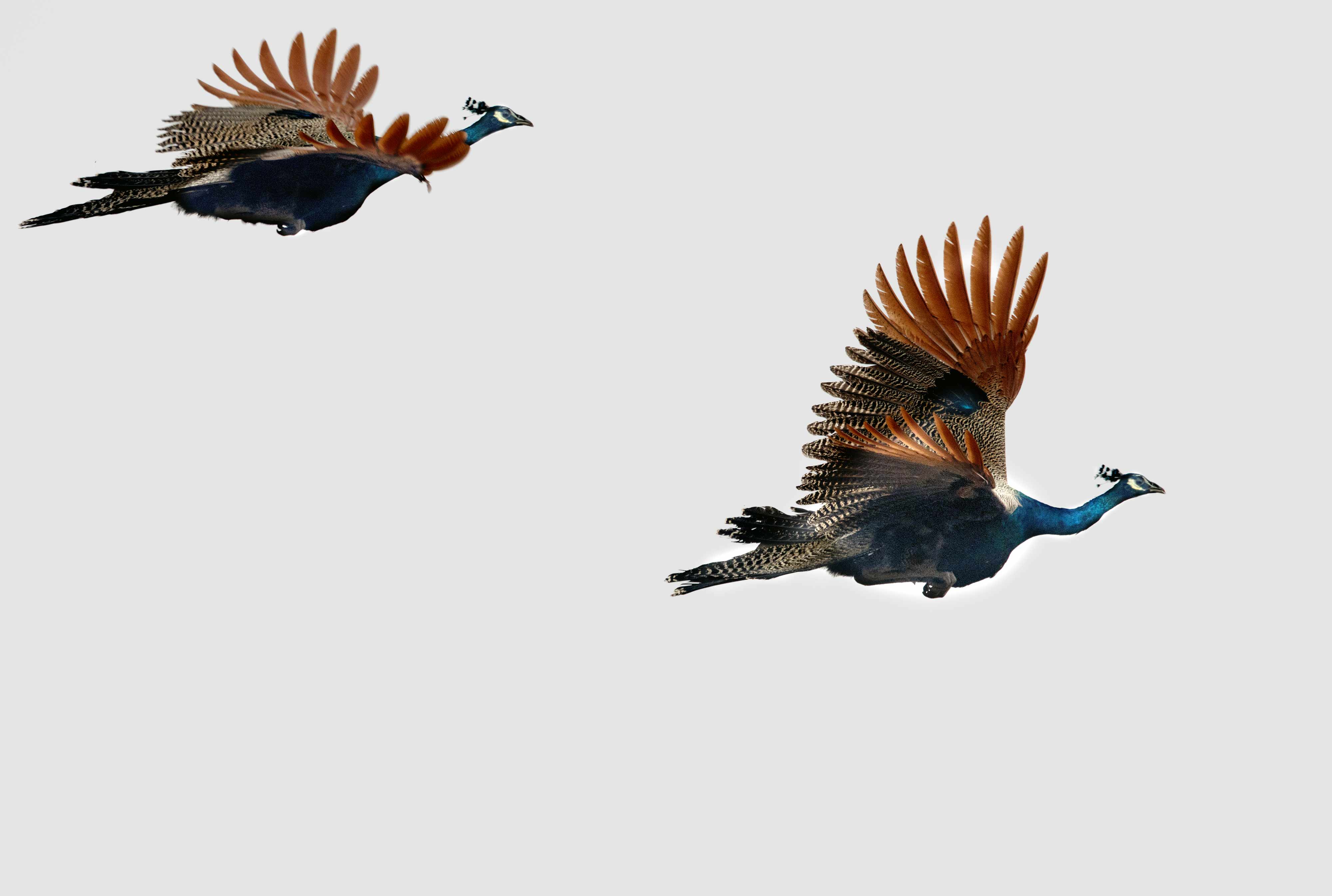 Indian peafowl`s | Nagpur, Maharashtra. 