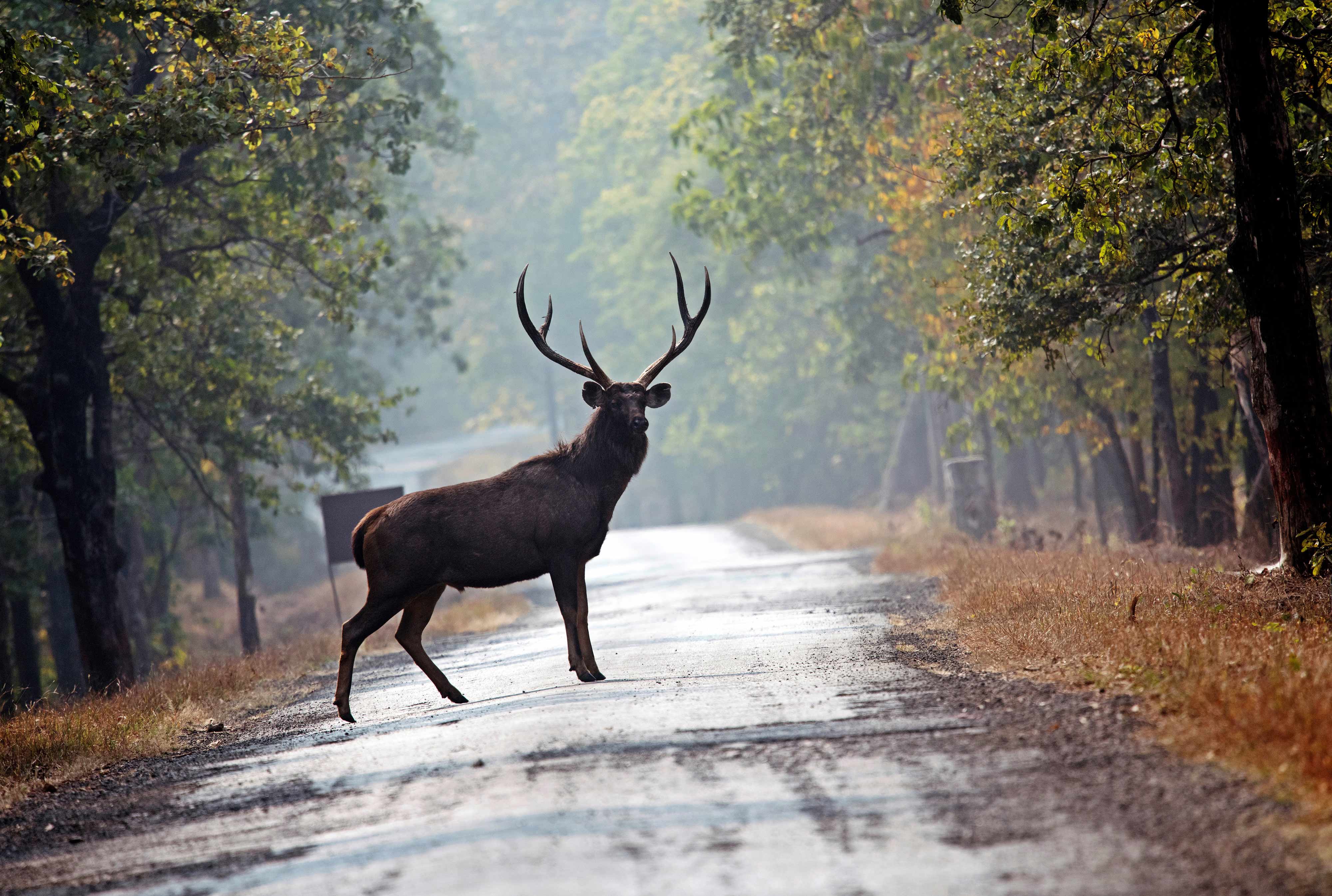 The royal stag taking a royal walk across the road | Nagpur outskirts.