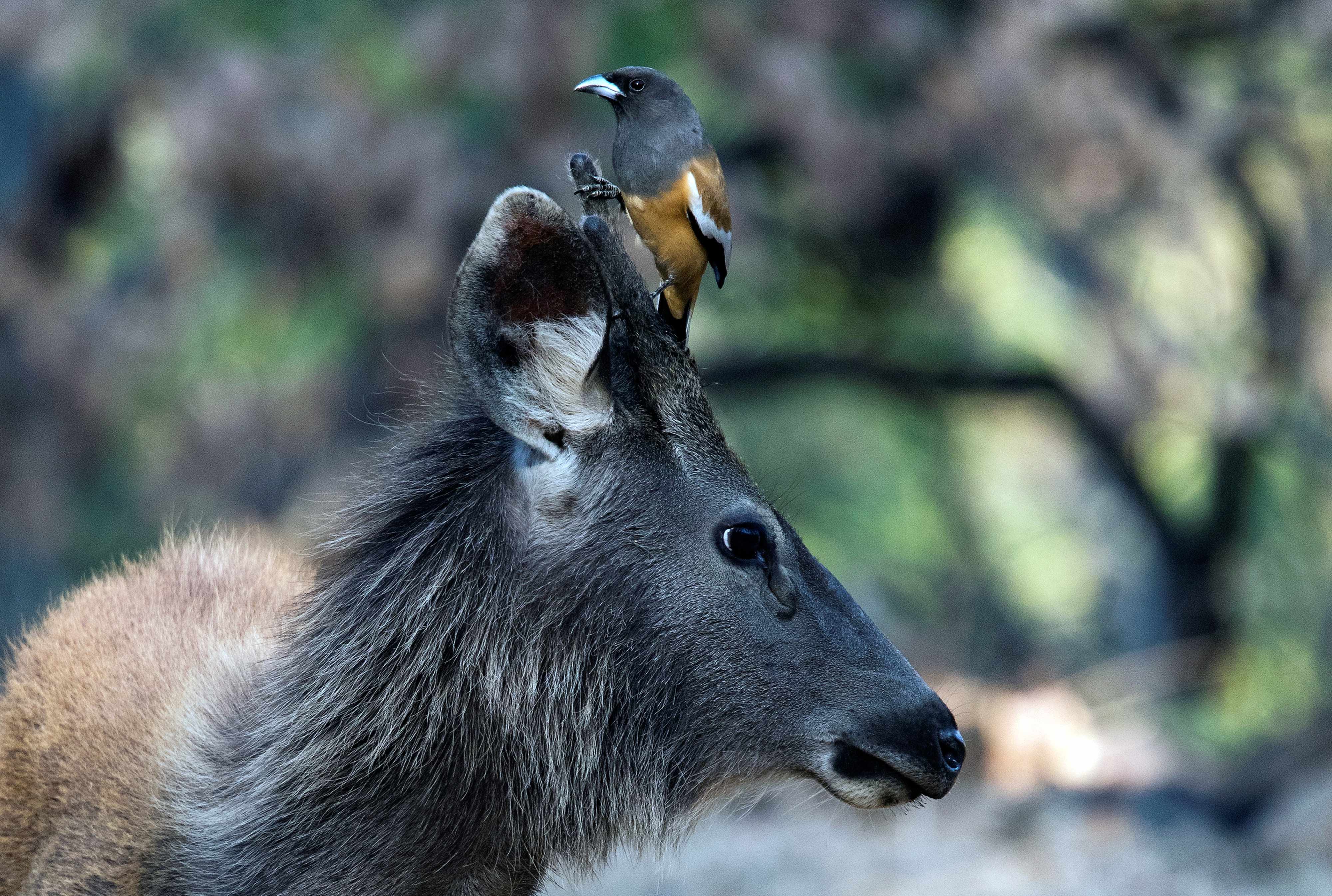 Rufous treepie | Outskirts of Nagpur.