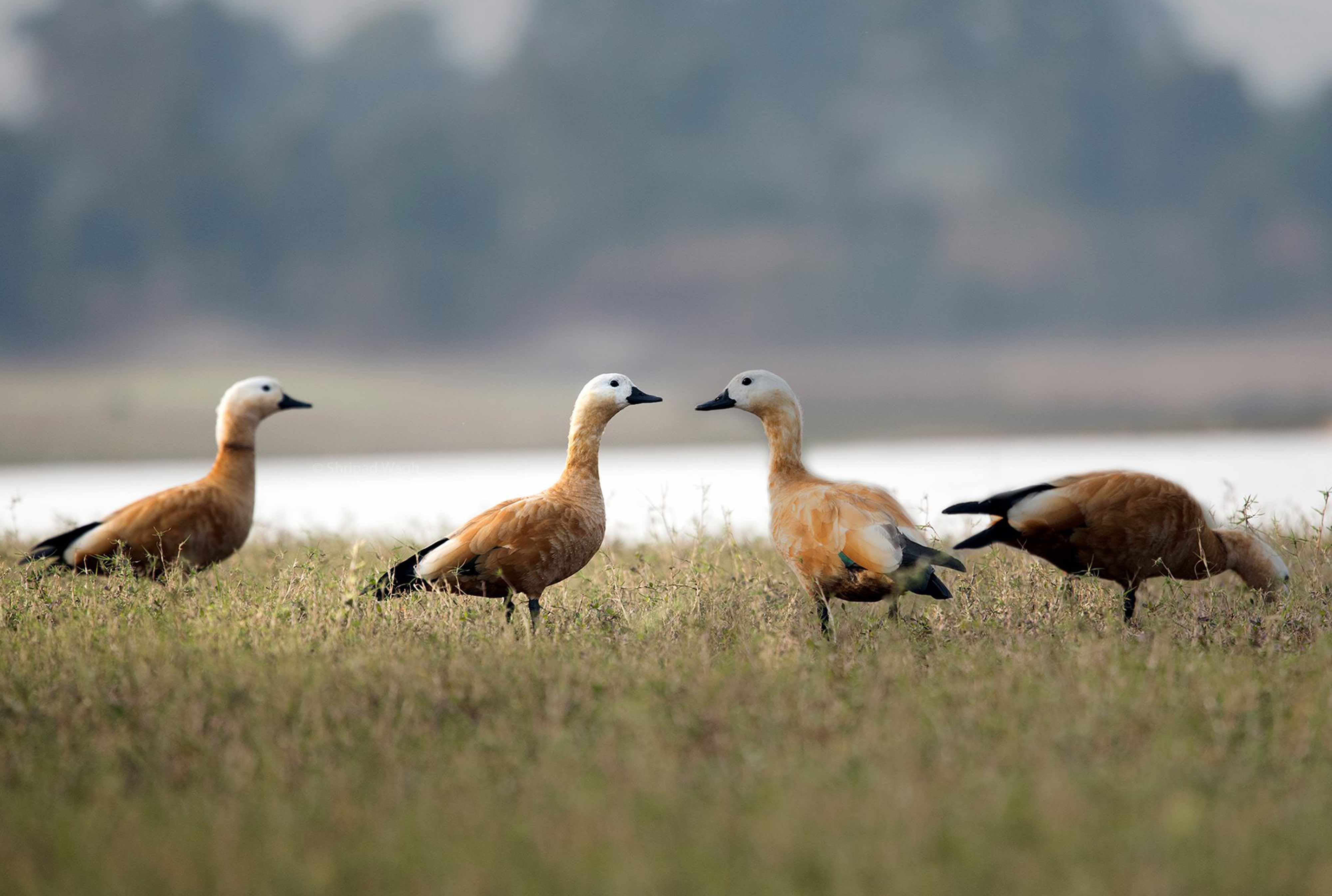 Ruddy shelduck | Nagpur, Maharashtra. 