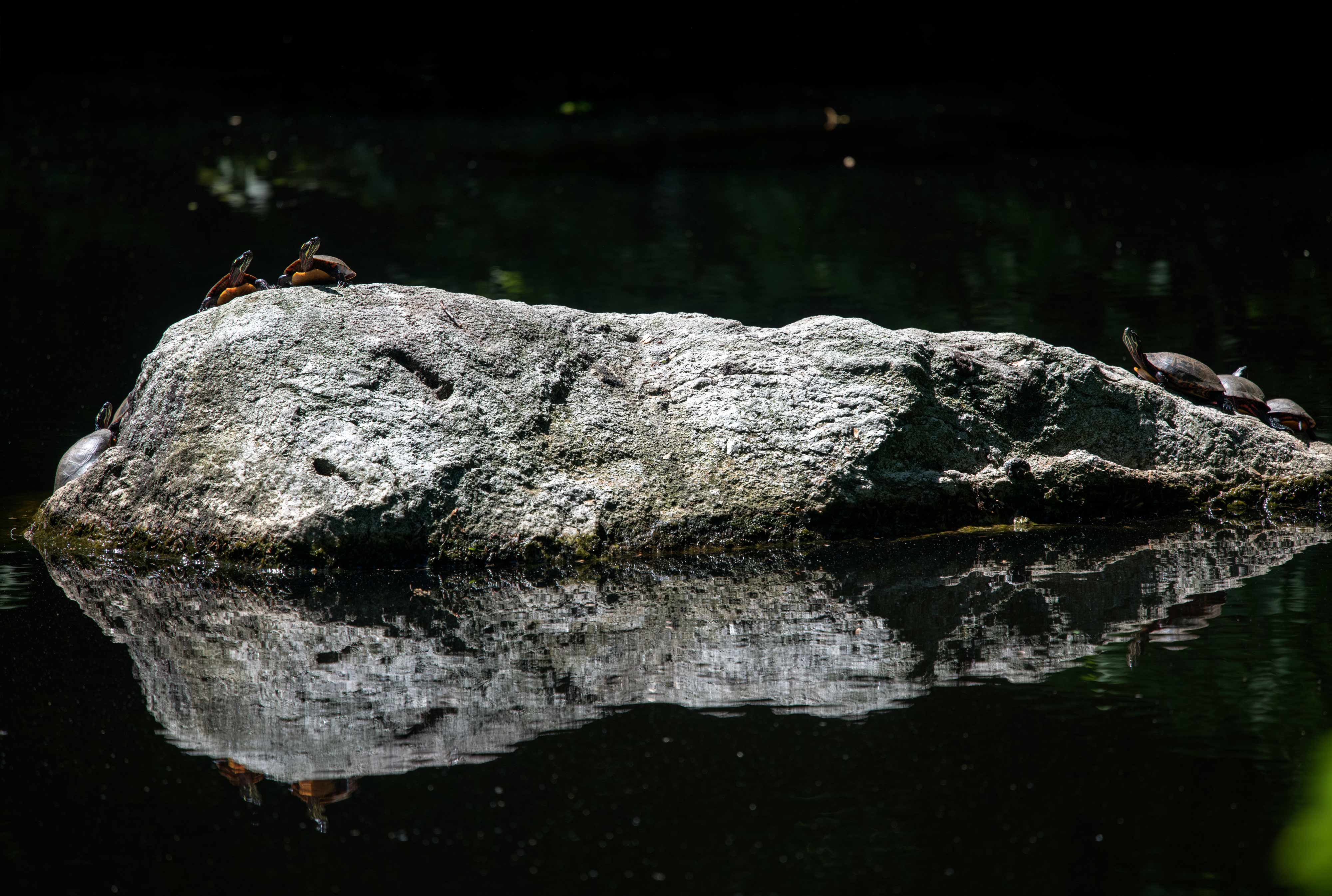 `Turtle Time` Pond on Heartwood Road, Stamford ct...