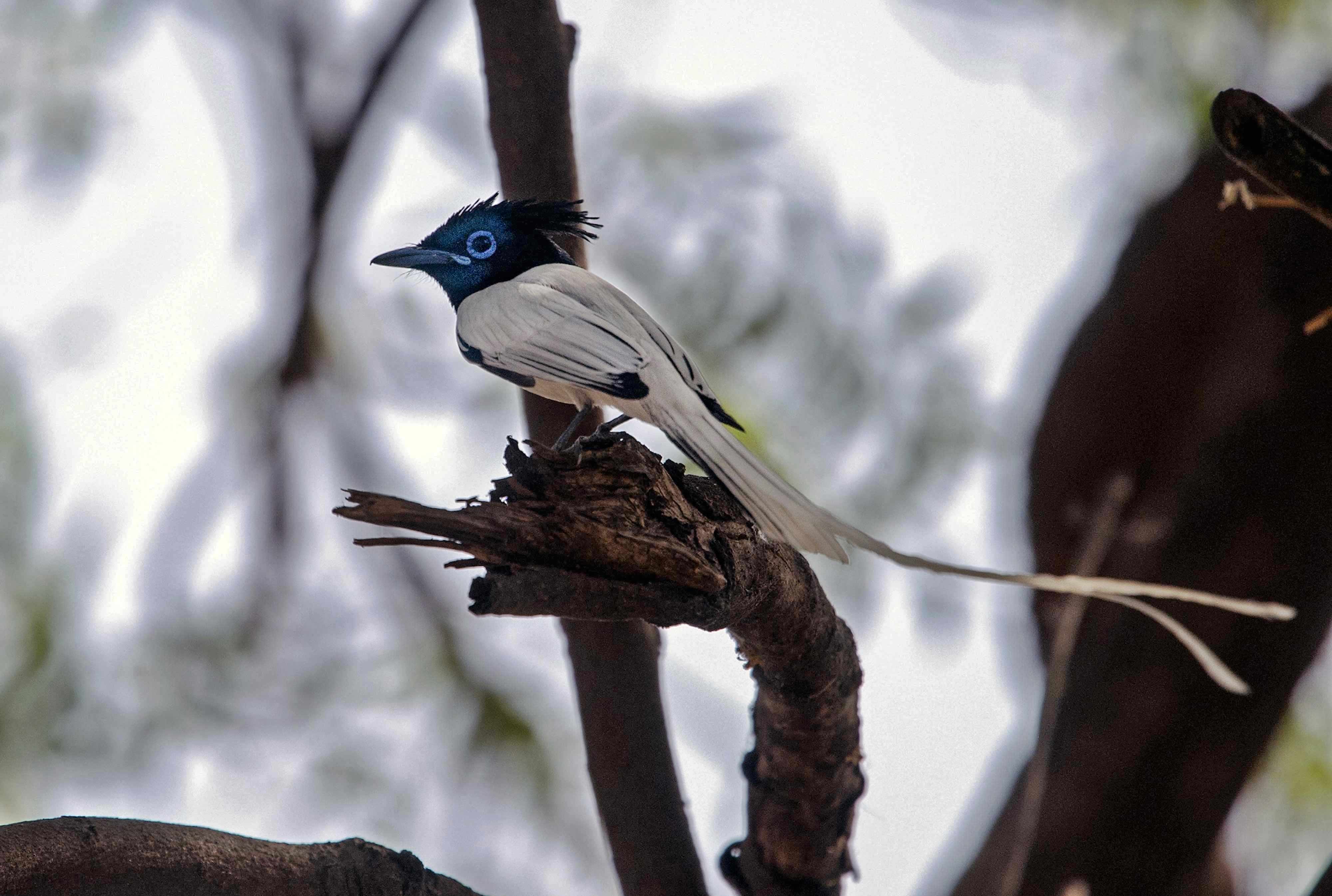 Indian Paradise-Flycatcher | Nagpur, Maharashtra.